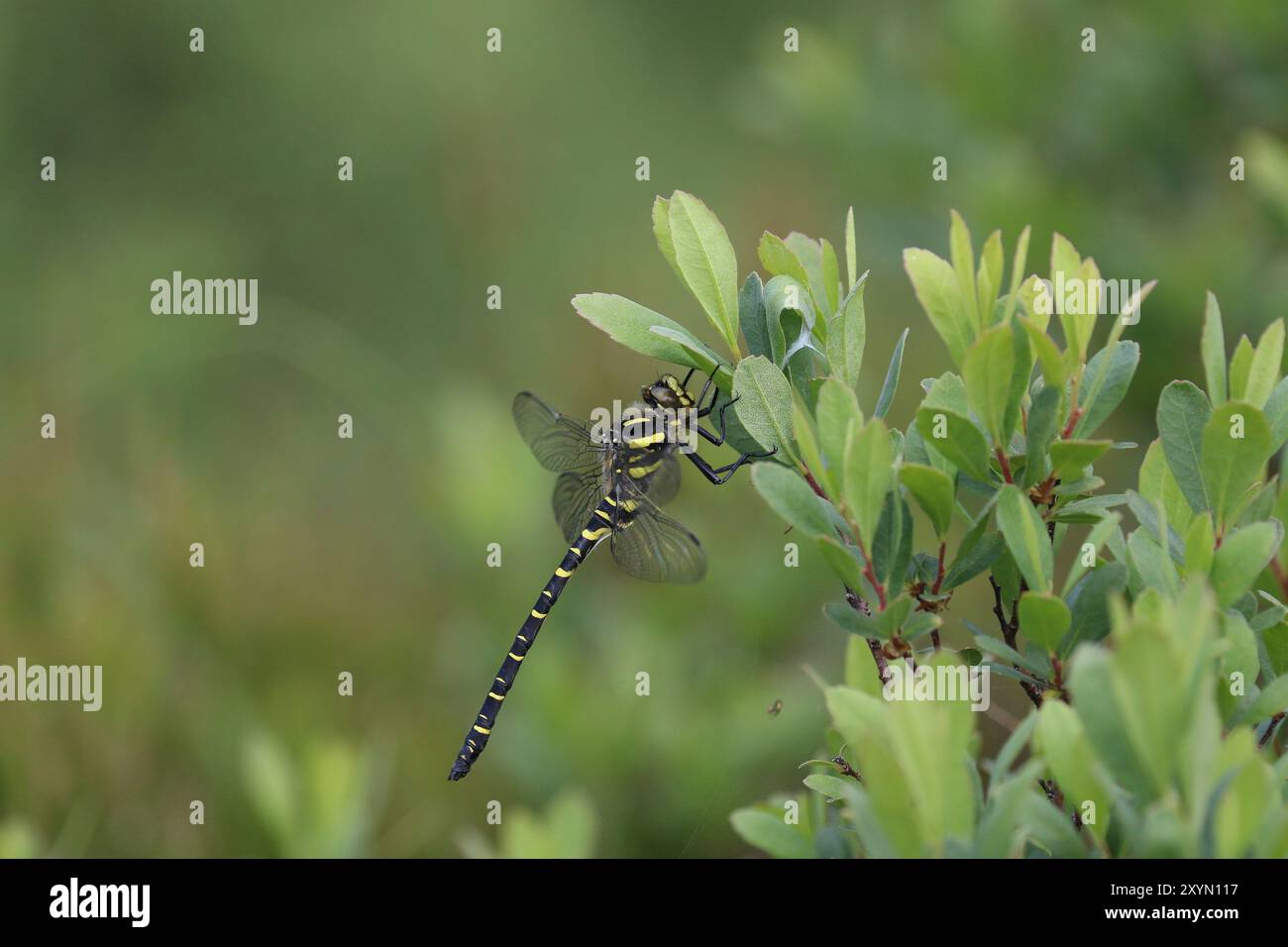 Dragonfly maschio ad anello dorato - Cordulegaster boltonii Foto Stock