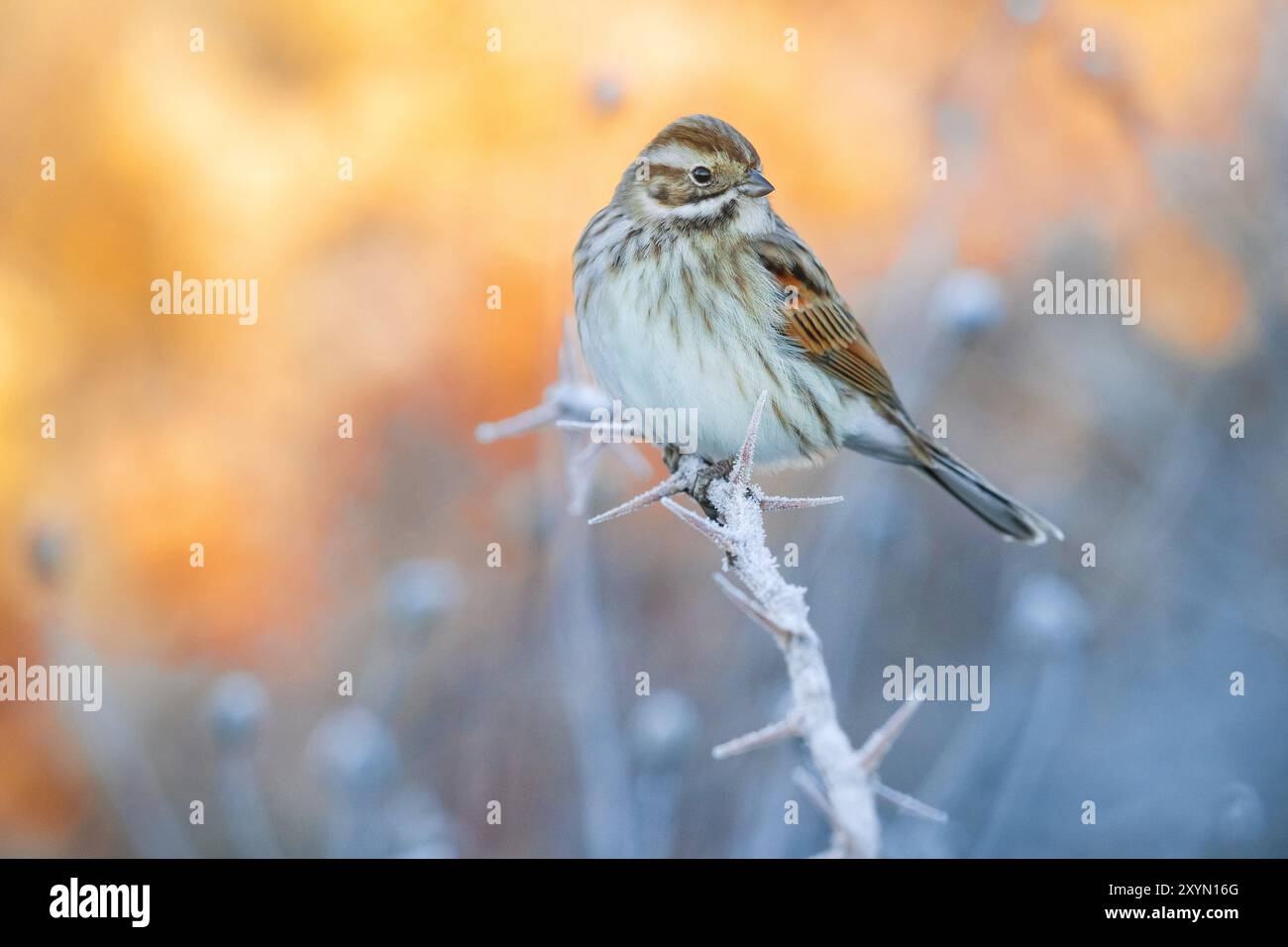 Cucito di canne, cucito di canne comune (Emberiza schoeniclus), arroccato su un ramo ghiacciato e spinoso, vista laterale, Italia, Toscana Foto Stock