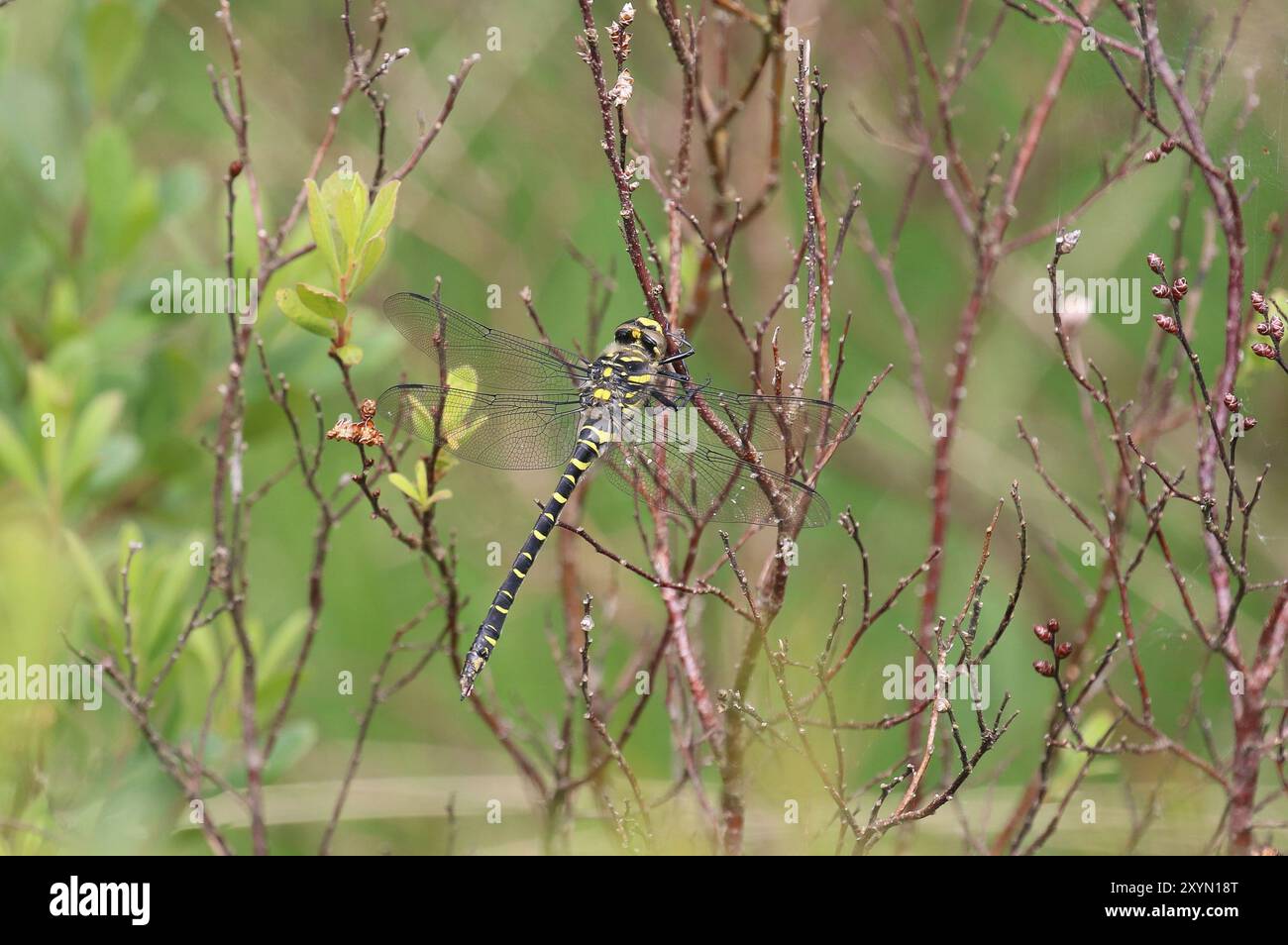 Dragonfly femmina ad anello dorato - Cordulegaster boltonii Foto Stock