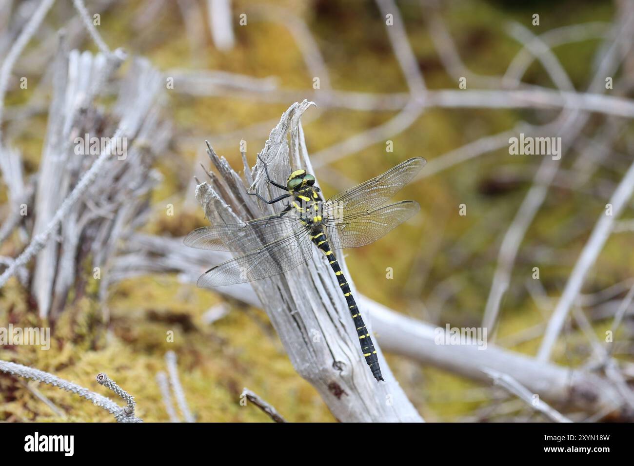 Dragonfly maschio ad anello dorato - Cordulegaster boltonii Foto Stock