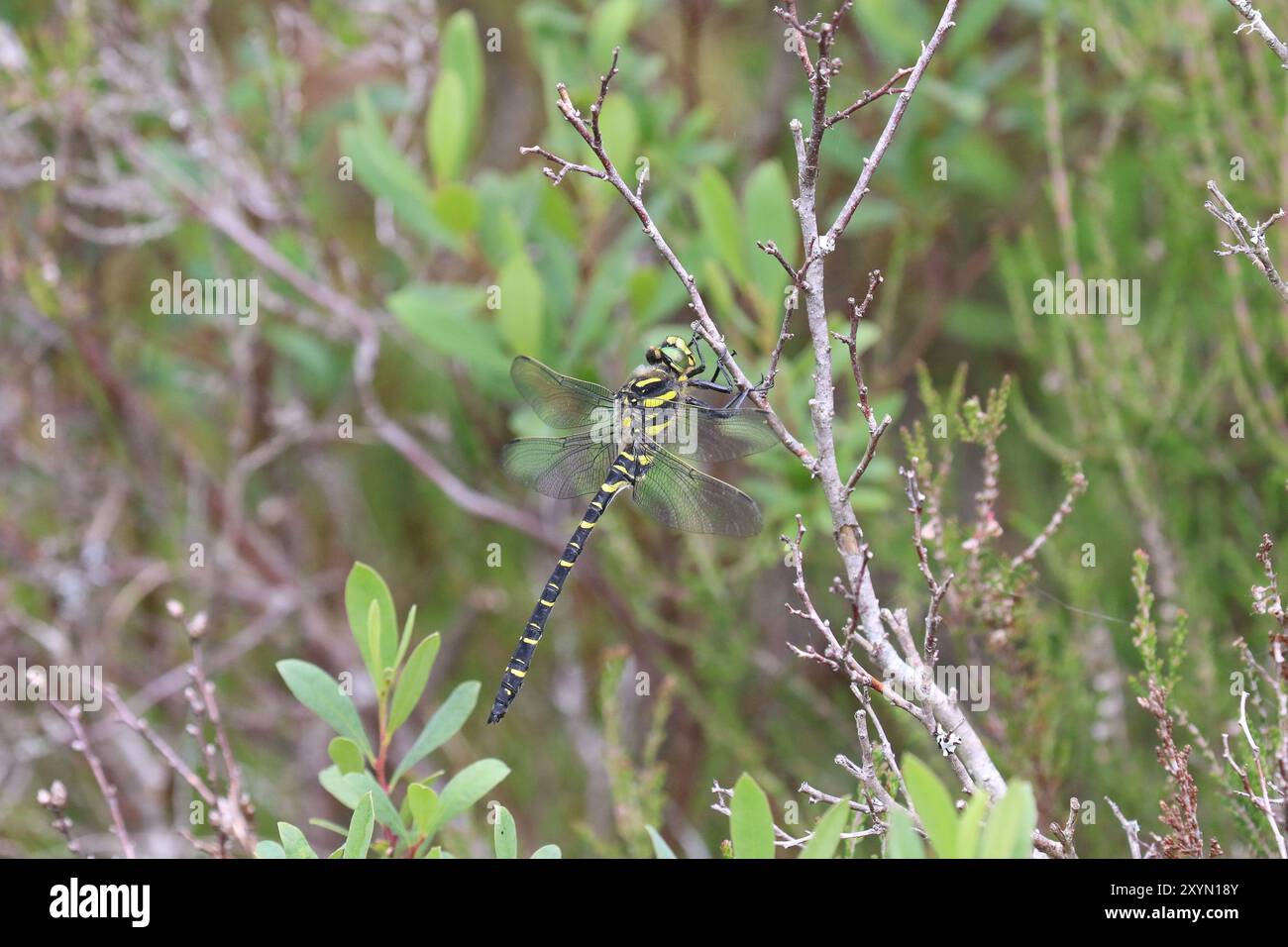 Dragonfly maschio ad anello dorato - Cordulegaster boltonii Foto Stock