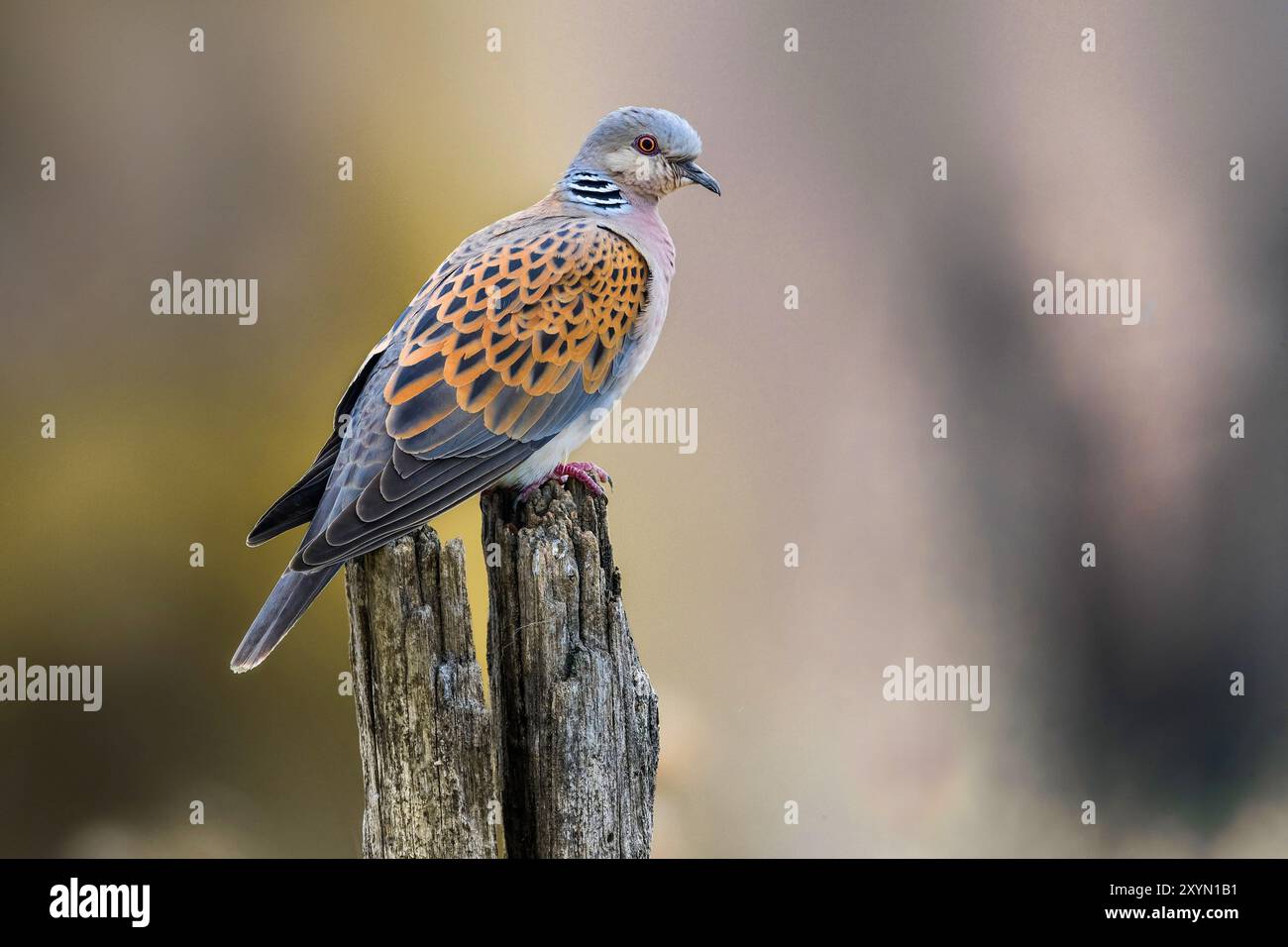 Tortora, tortora europea (Streptopelia turtur), arroccata su un'antica palma da scherma, vista laterale, Italia, Toscana, piana fiorentina; stagno dei Cav Foto Stock