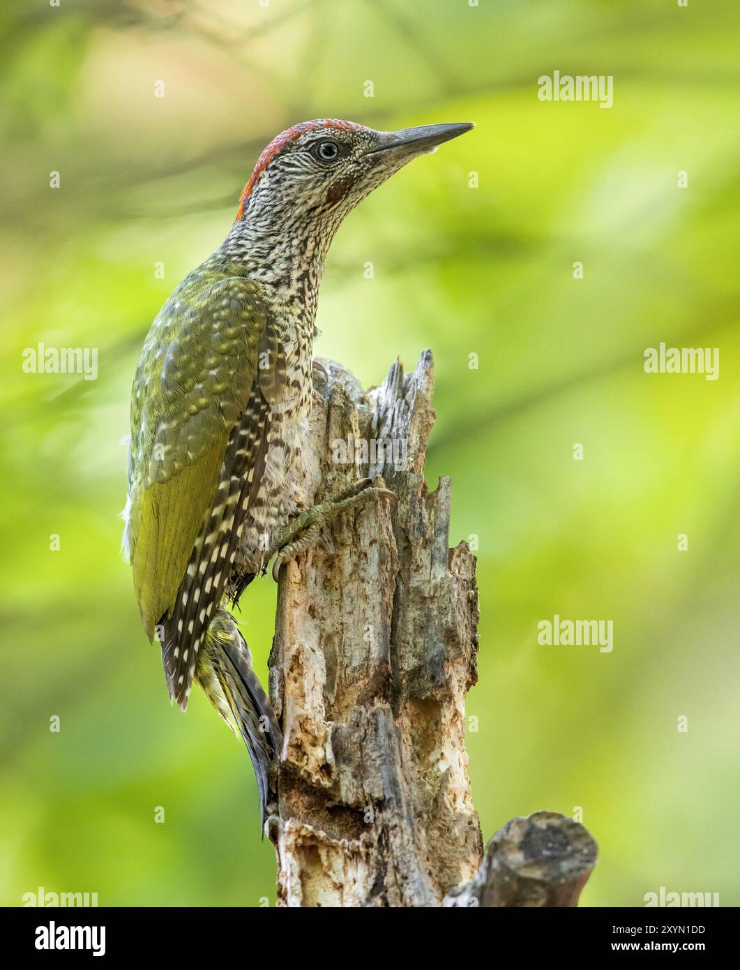 Picchio verde (Picus viridis), picchio verde immaturo appollaiato su un tronco rotto, Italia, Toscana Foto Stock