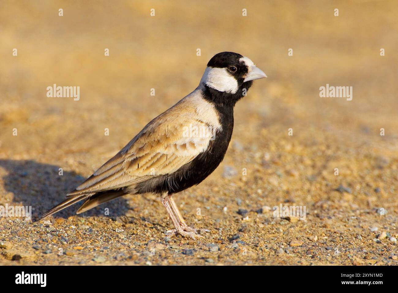 Larice di passero con corona nera (Eremopterix nigriceps), uomo seduto a terra, Oman, al Batinah Foto Stock