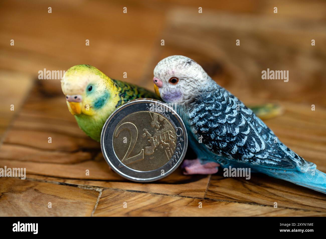 Setole, setole di pianure, setole di pianure, setole di pianure, setole di erba striata, setole striate, setole gialle, coda di cavallo gialla, italiano Foto Stock