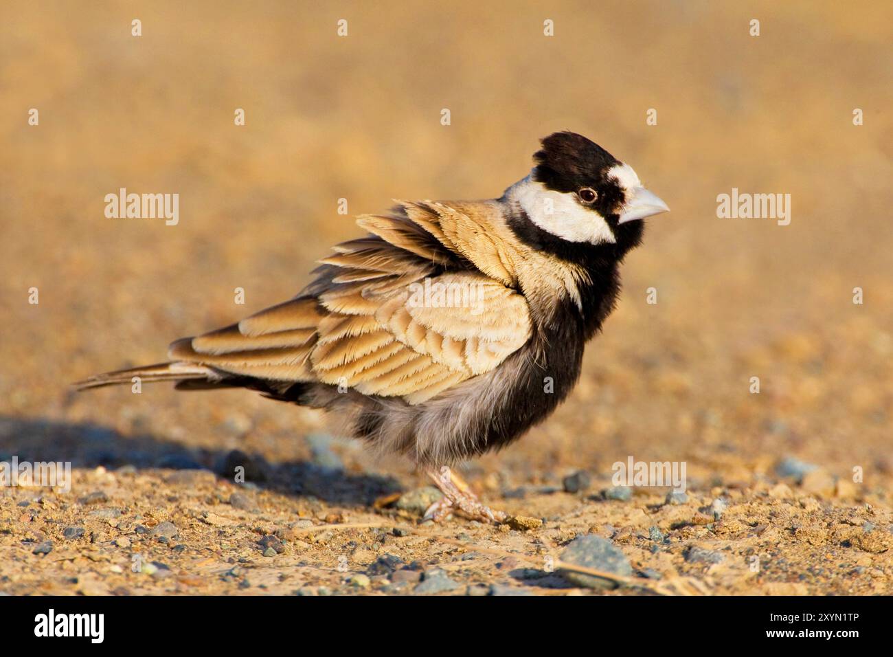 Larice di passero con corona nera (Eremopterix nigriceps), uomo seduto a terra, agitazione, Oman, al Batinah Foto Stock
