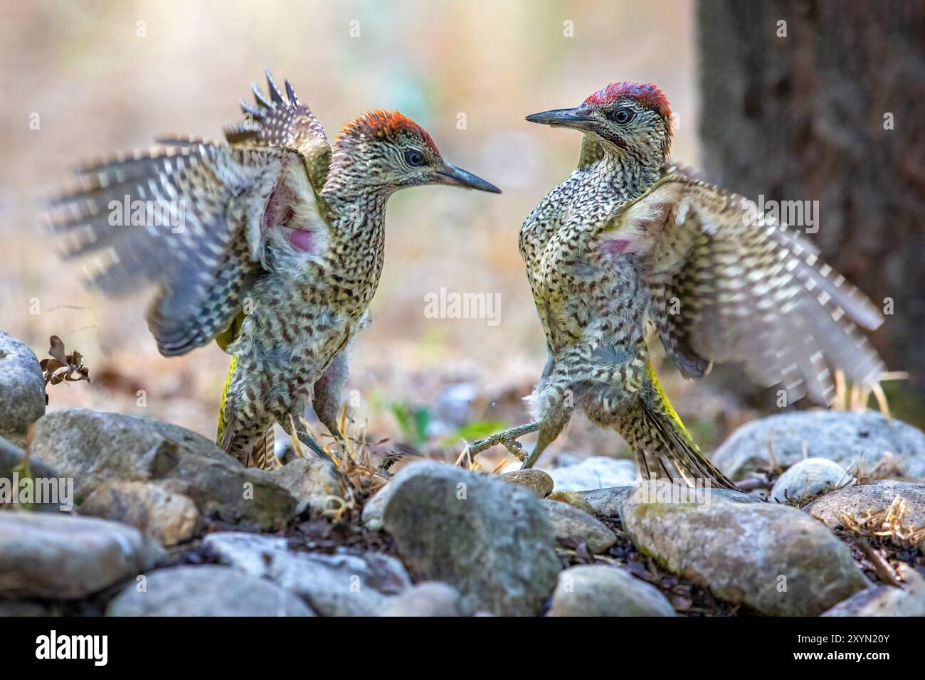 Picchio verde (Picus viridis), due giovani picchiaduro verde, Italia, Toscana, Sesto Fiorentino Foto Stock