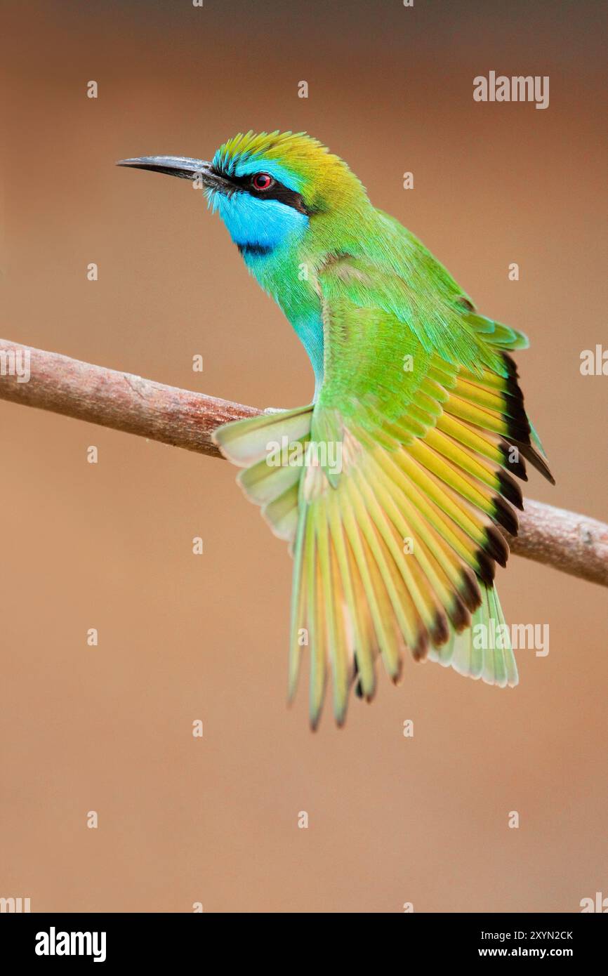 Piccolo mangiatore di api verdi (Merops orientalis cyanophrys, Merops cyanophrys), seduto su un ramo, allungando le ali, Oman, Sohar Foto Stock