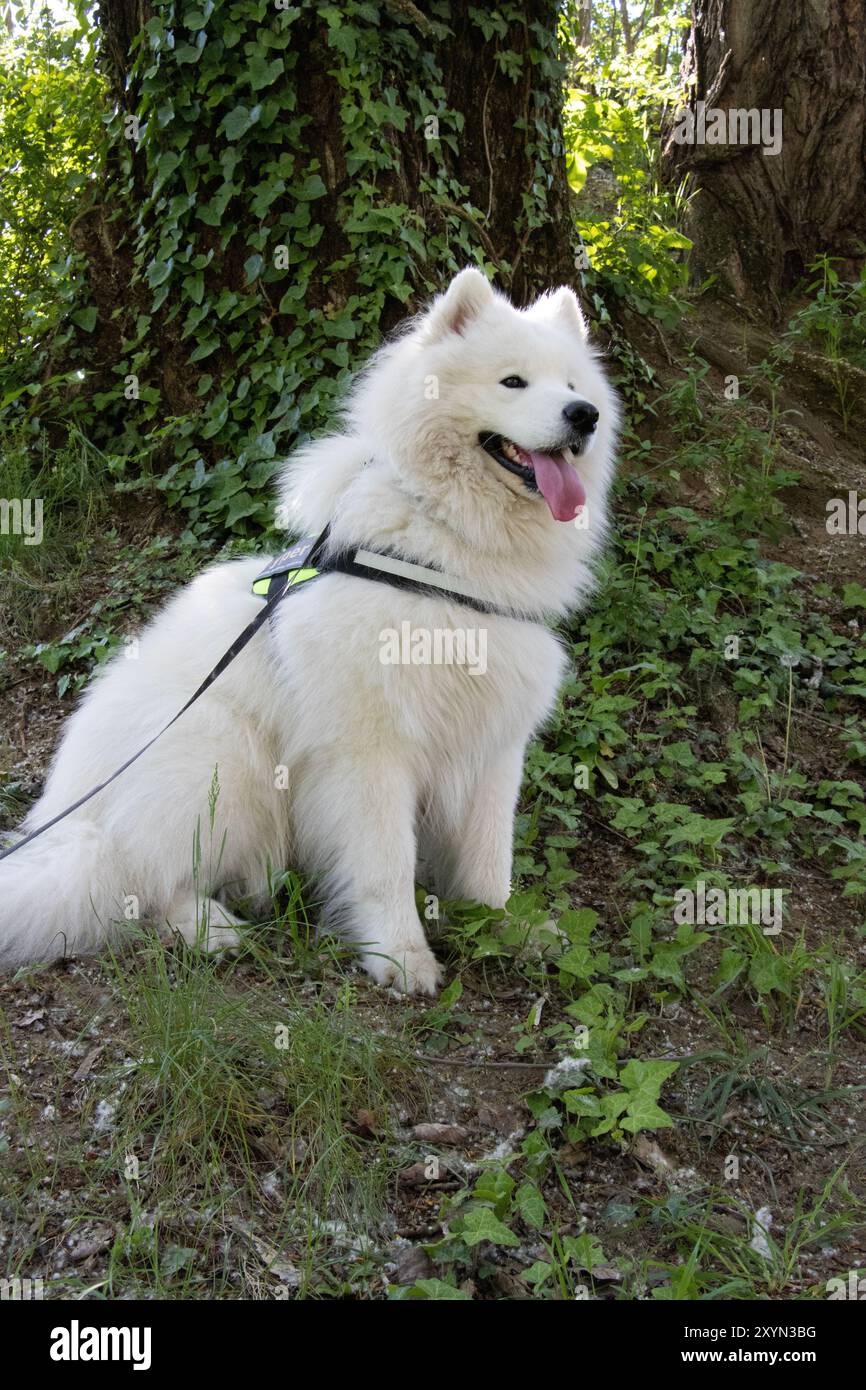 Ritratto a corpo intero di un cane Samoiedo stanco con imbracatura e guinzaglio, che riposa all'ombra su una piccola collina erbosa, con la lingua molto lunga fuori Foto Stock