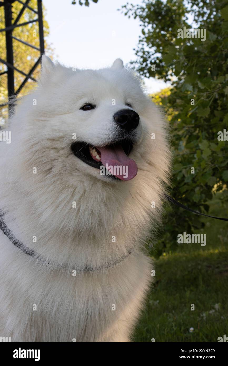 Ritratto di un cane Samoiedo felice e sorridente con guinzaglio e imbracatura durante una passeggiata Foto Stock