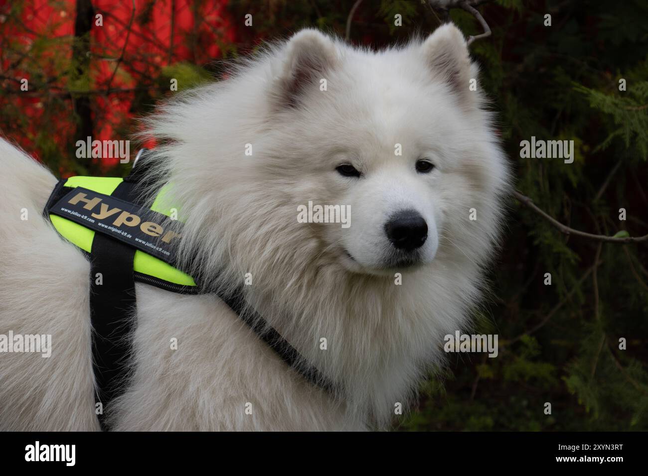 Primo piano di un cane Samoiedo in profilo con la testa girata verso la fotocamera, che indossa un'imbracatura giallo neon brillante con una toppa 'Hyper' Foto Stock