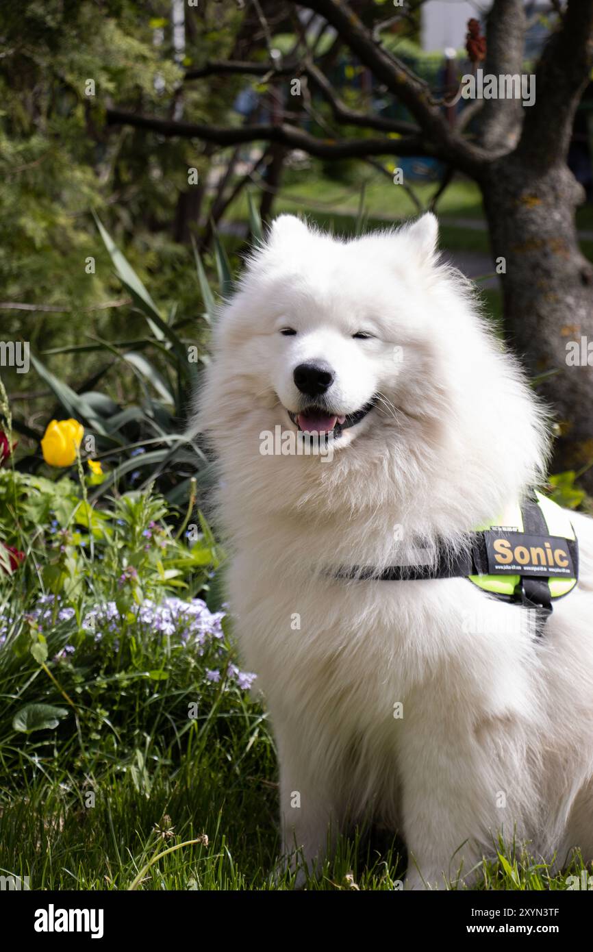 Cane Samoiedo felice con un’imbracatura con una toppa con il nome ‚Sonic‘, seduto in un giardino primaverile accanto a tulipani gialli e sorridendo con gli occhi semichiusi Foto Stock