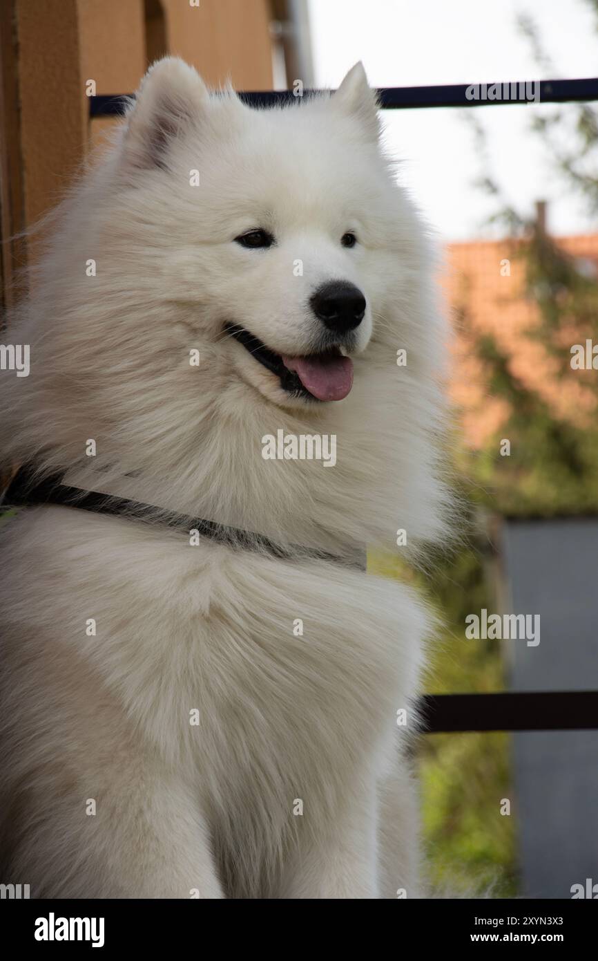 Cane Samoiedo sorridente e felice con un'imbracatura seduto in cima ai gradini del portico vicino al muro di una casa, formato ritratto Foto Stock