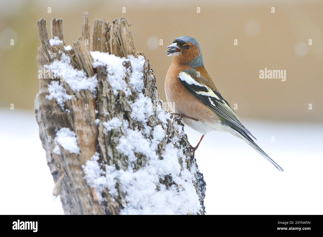 Chaffinch comune (Fringilla coelebs) in inverno/ chaffinch comune, chaffinch comune (Fringilla coelebs) Foto Stock