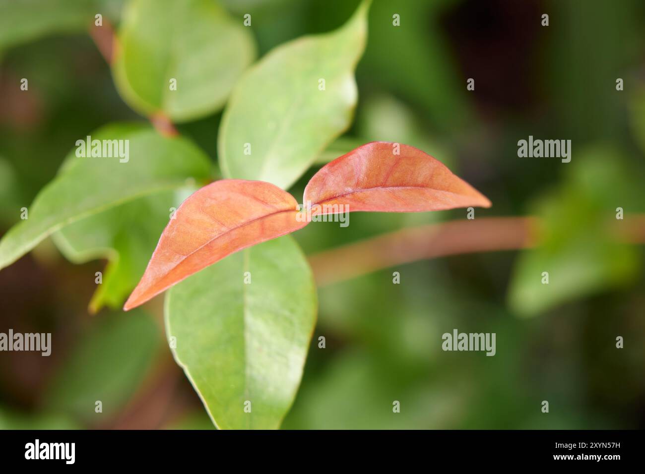 foglie di ciliegio del suriname o di pitanga in primo piano, brasiliano o di cayenna o florida ciliegio colore rossastro fogliame lucido e liscio Foto Stock