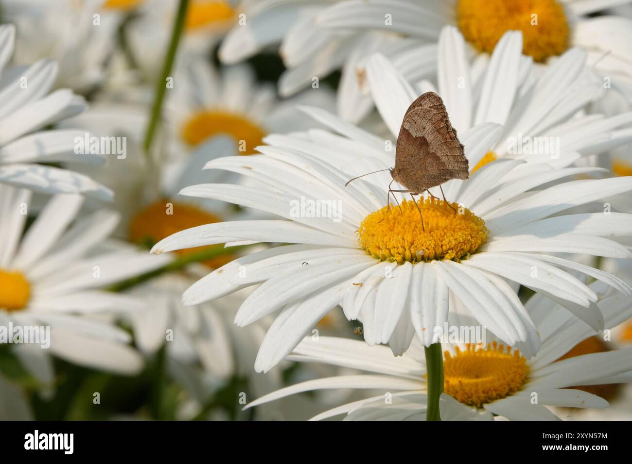 Summer UK, Meadow Brown Butterfly su Aster Foto Stock