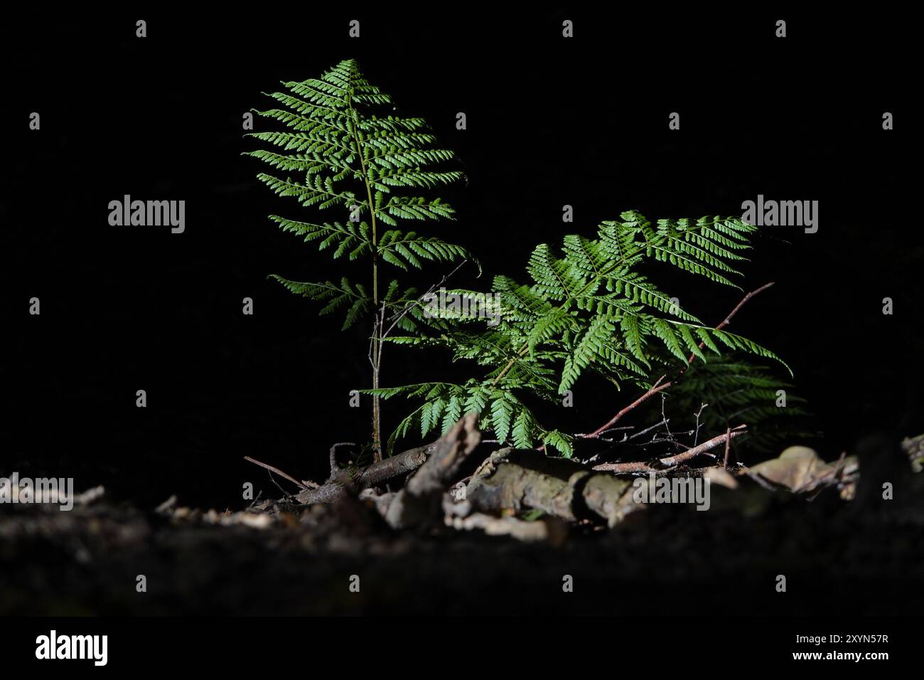 Estate Regno Unito, Woodland Fern nel pomeriggio del sole Foto Stock