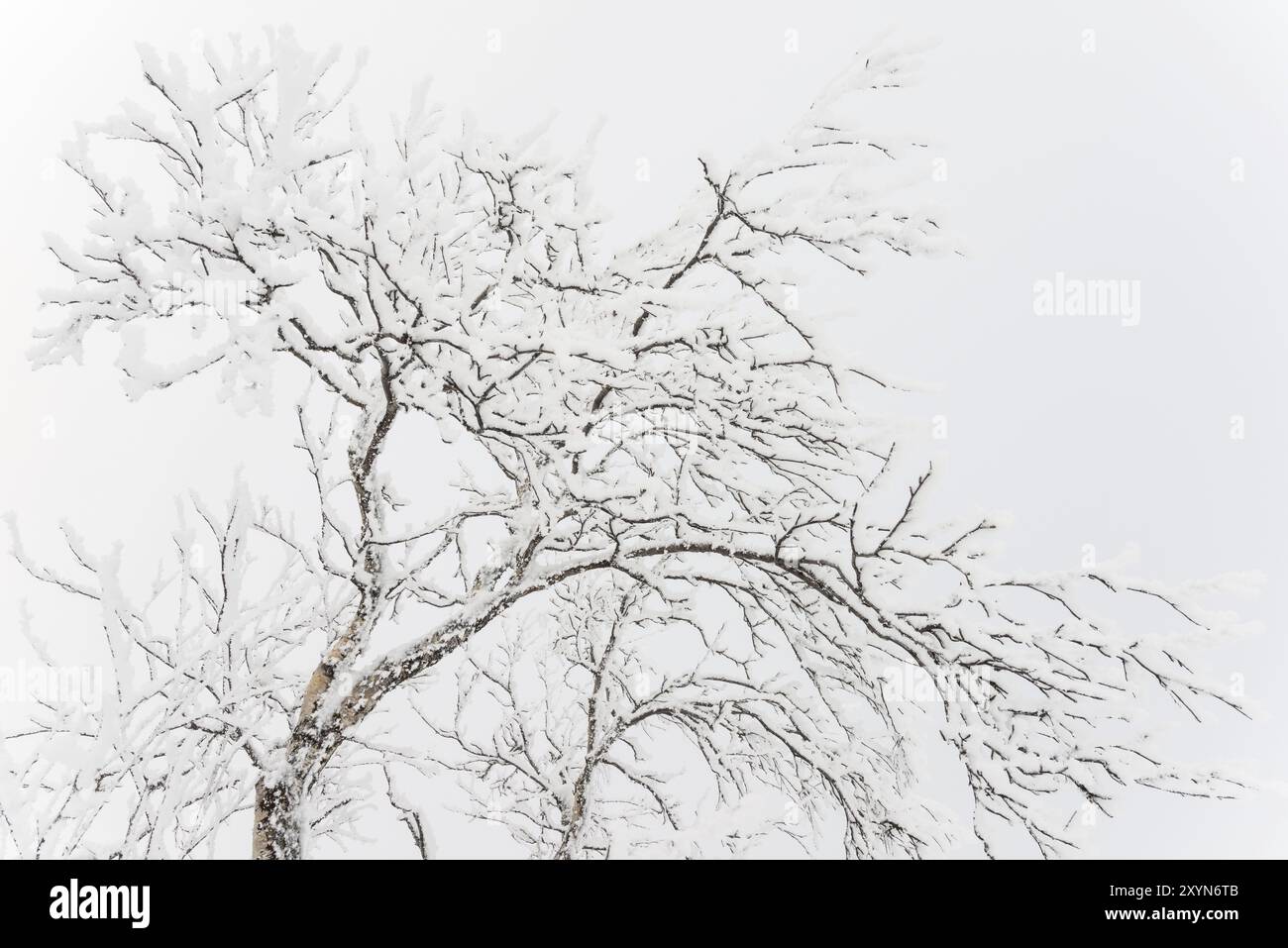 Betulle di montagna coperte di Hoarfrost, riserva naturale di Dundret, Gaellivare, Lapponia, Svezia, ottobre 2013, Europa Foto Stock