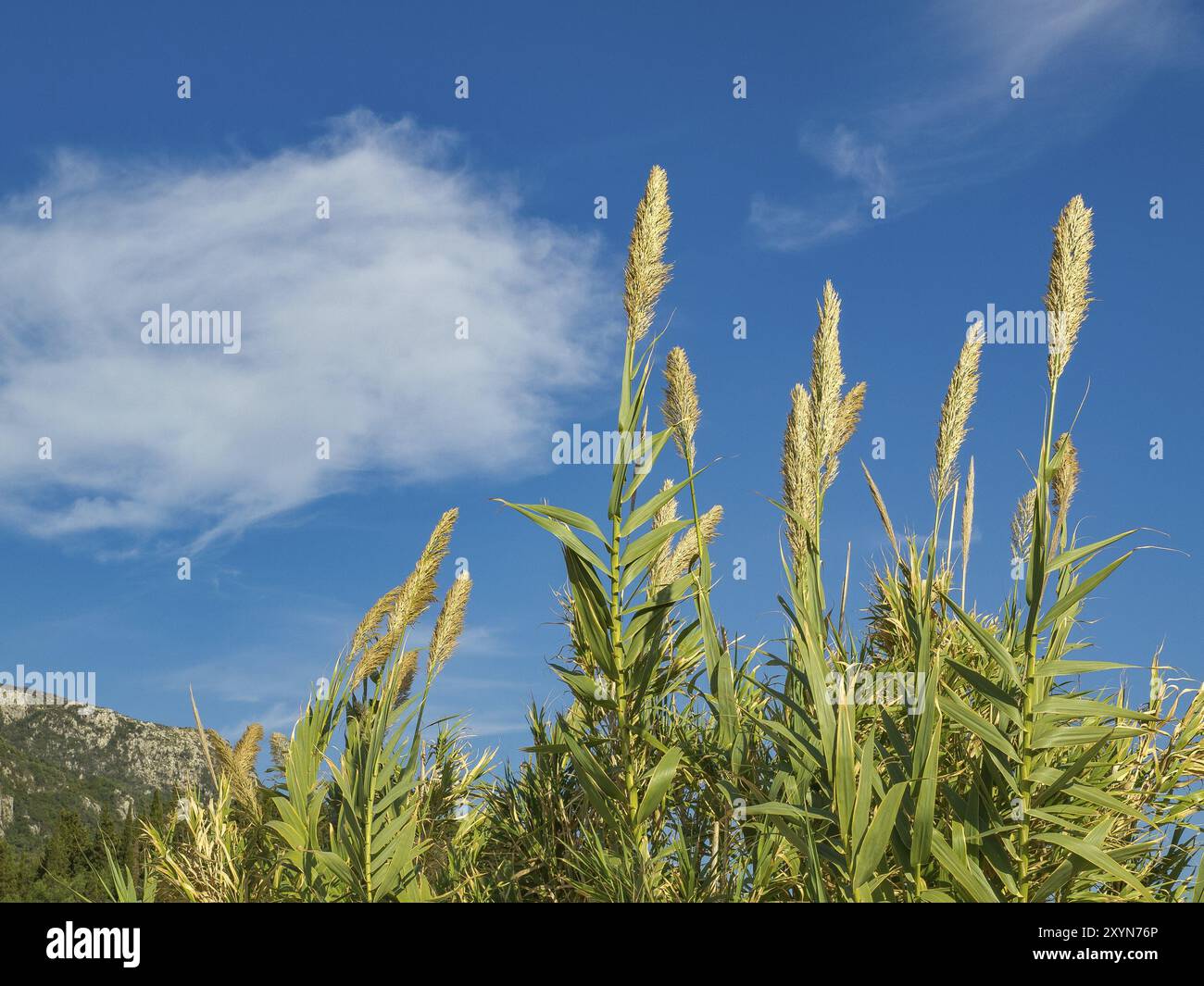 Piante alte sotto un cielo azzurro brillante in una soleggiata giornata estiva, corfù, Mar mediterraneo, grecia Foto Stock