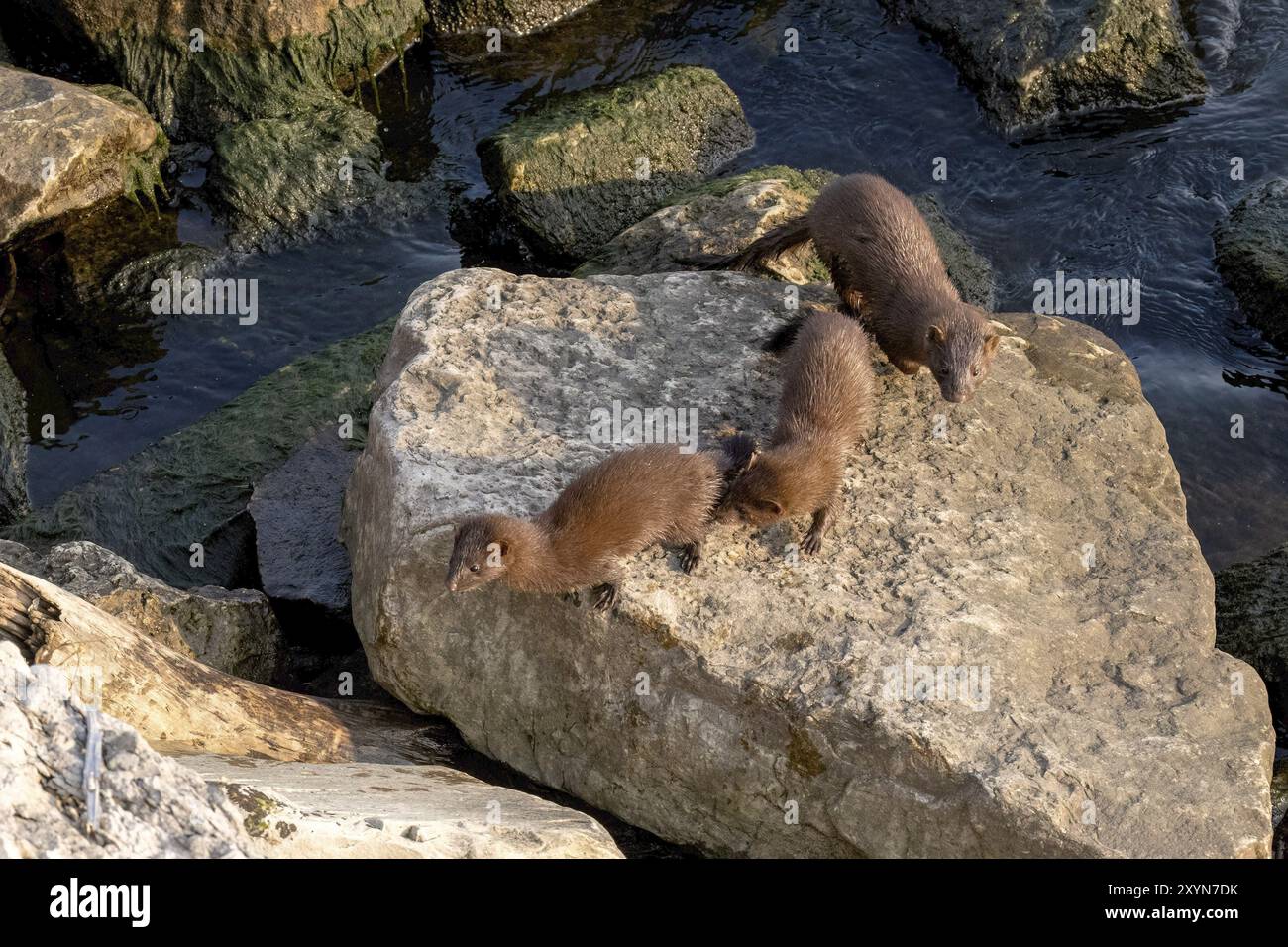 Visone americano (Neovison Vison), famiglia che va a caccia sul lago Michigan Foto Stock