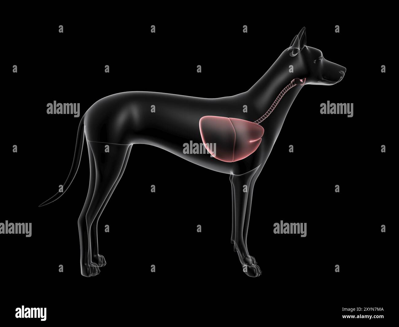 Sistema respiratorio di un cane, vista a raggi X. Foto Stock