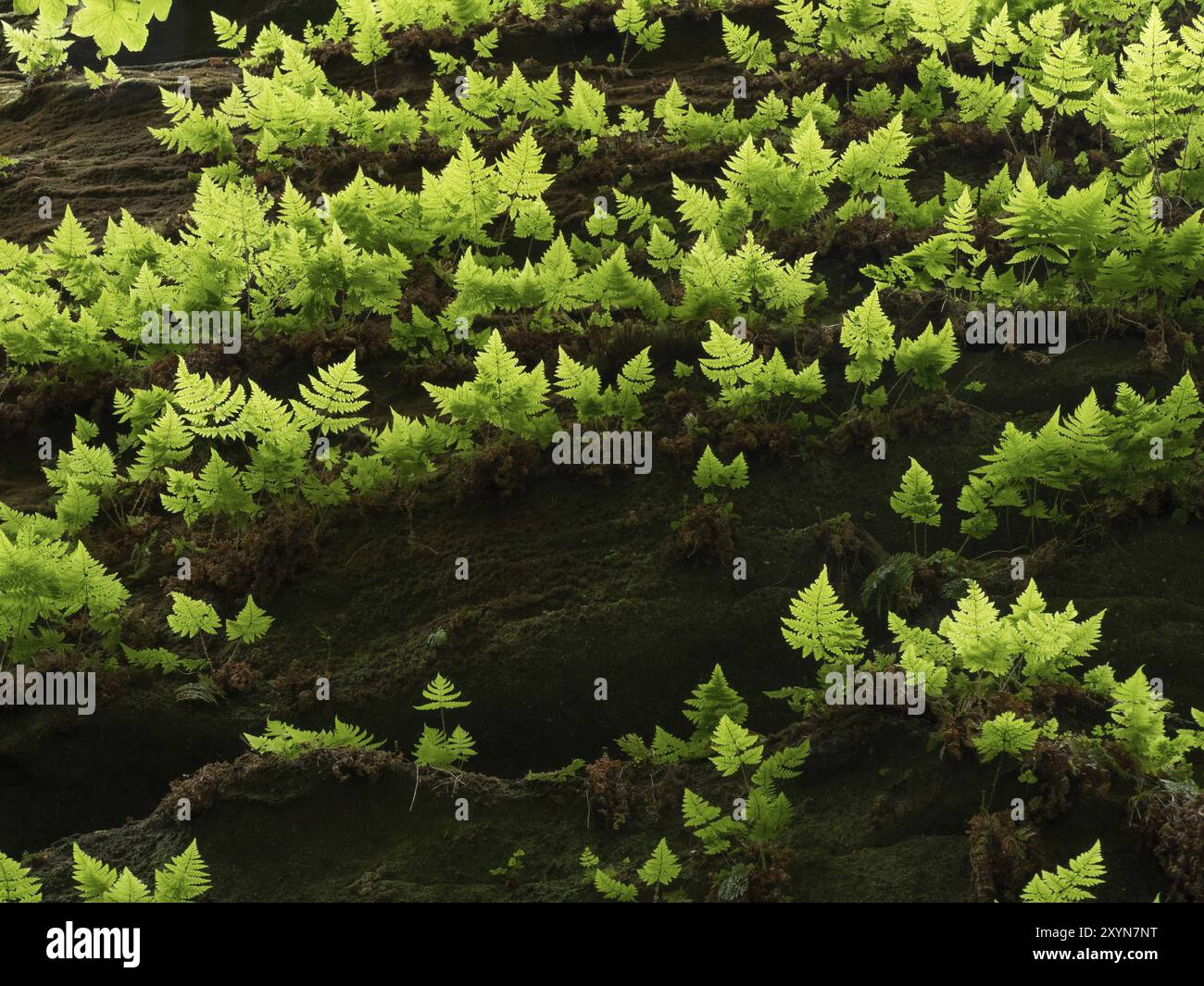 Dryopteris dilatata si illumina in una buia gola della Svizzera sassone Foto Stock