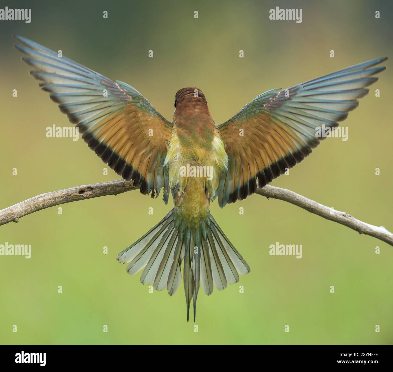 Gruccione (chiamato anche Merops apiaster) spalmatura ali su di un ramo Foto Stock