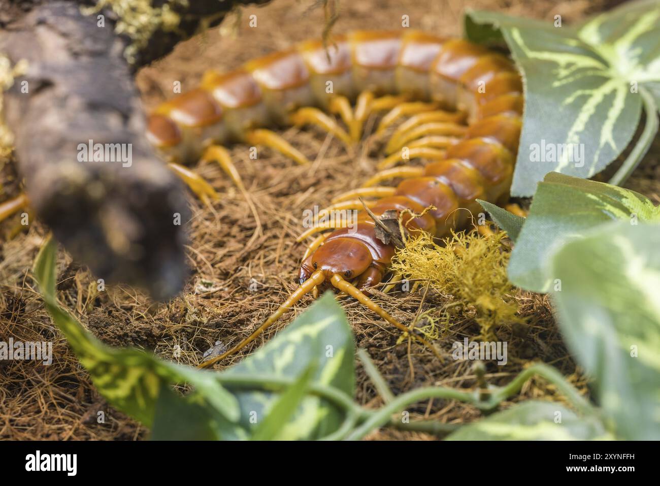 Scolopendra gigantea, artropode della famiglia dei Centipedi, che vive in Brasile Foto Stock