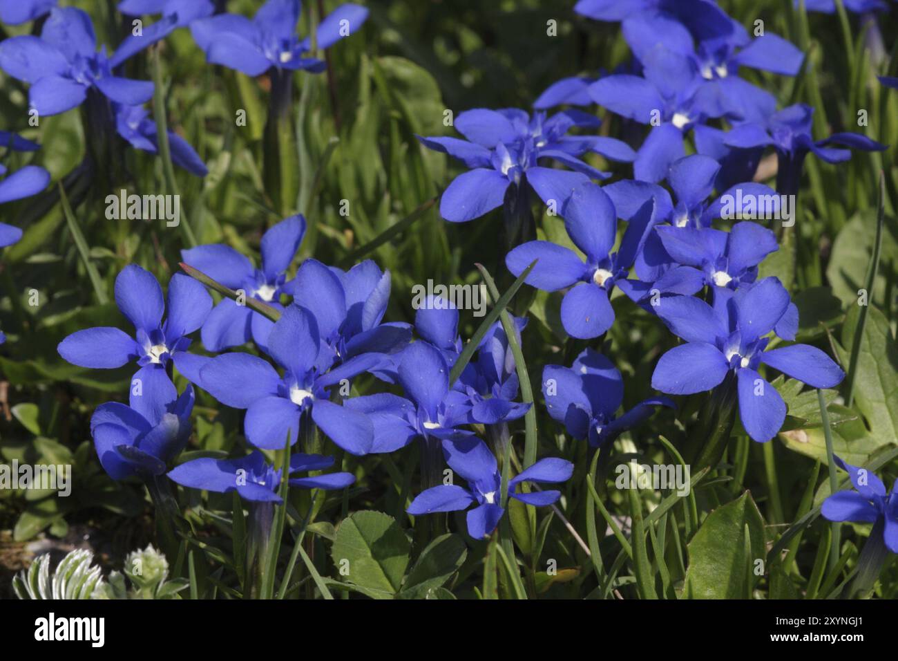 Genziana della sorgente Foto Stock