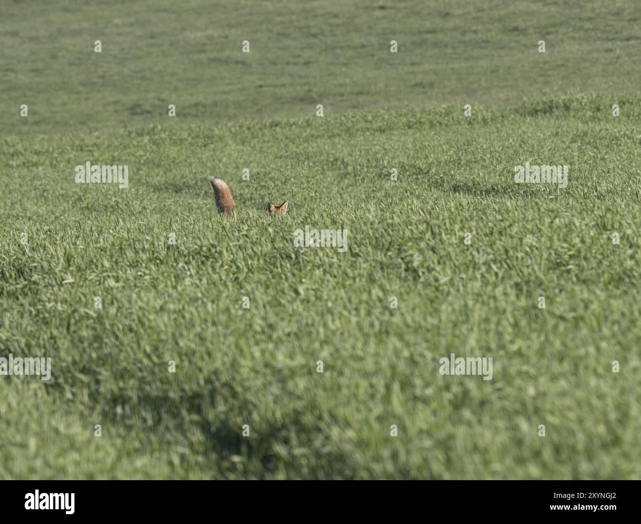 Sono visibili solo le orecchie e la coda di una volpe rossa che caccia in un campo di mais Foto Stock