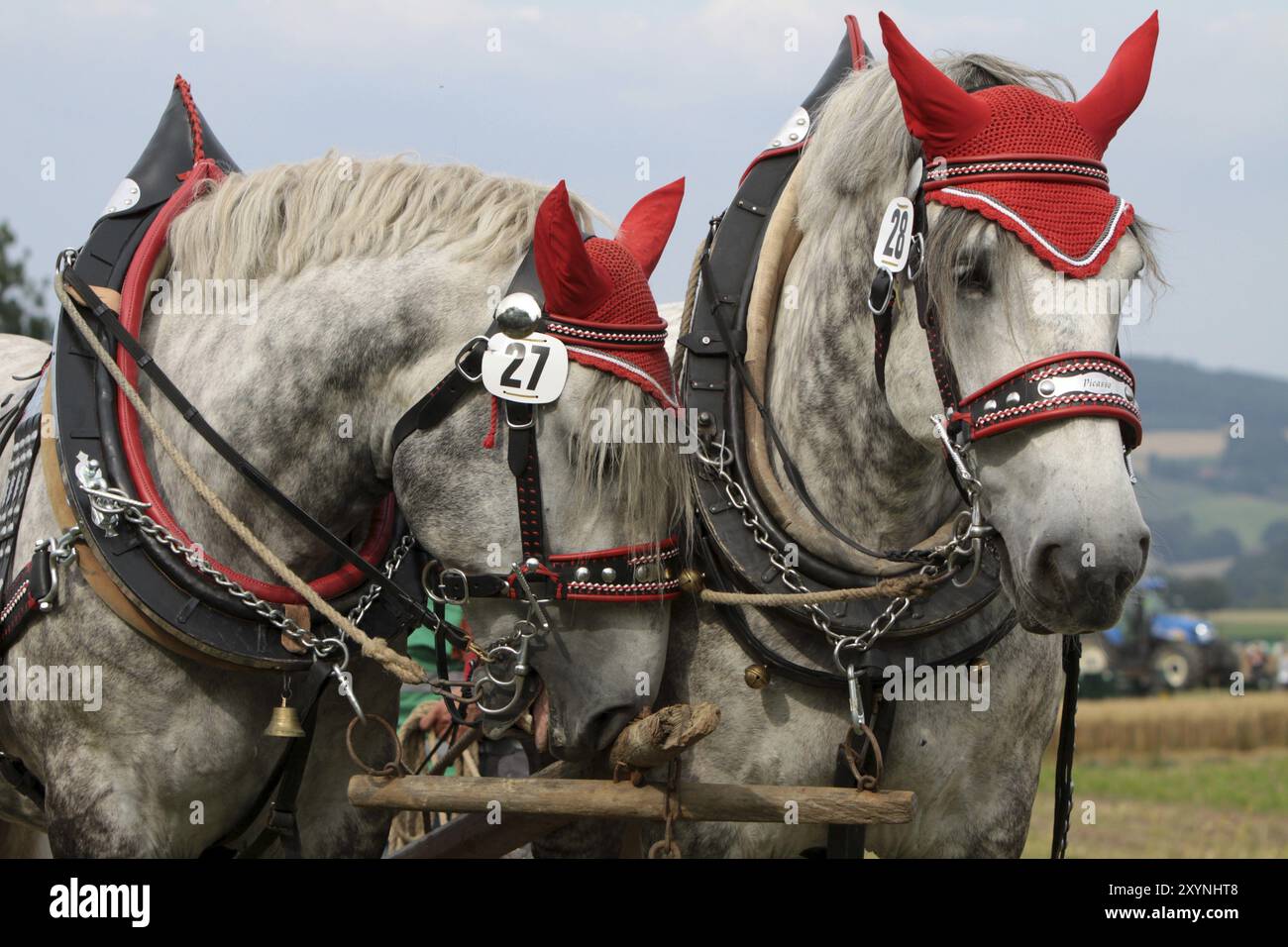 Squadra Percheron Foto Stock