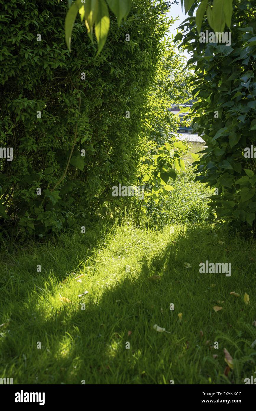 Luce del sole che attraversa un piccolo divario in una grande siepe verde Foto Stock