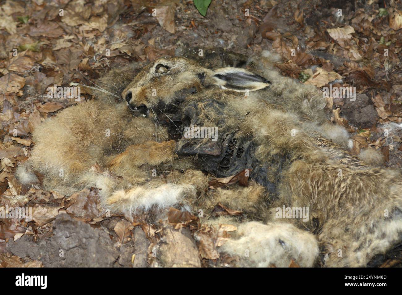 Carcassa di coniglio Foto Stock