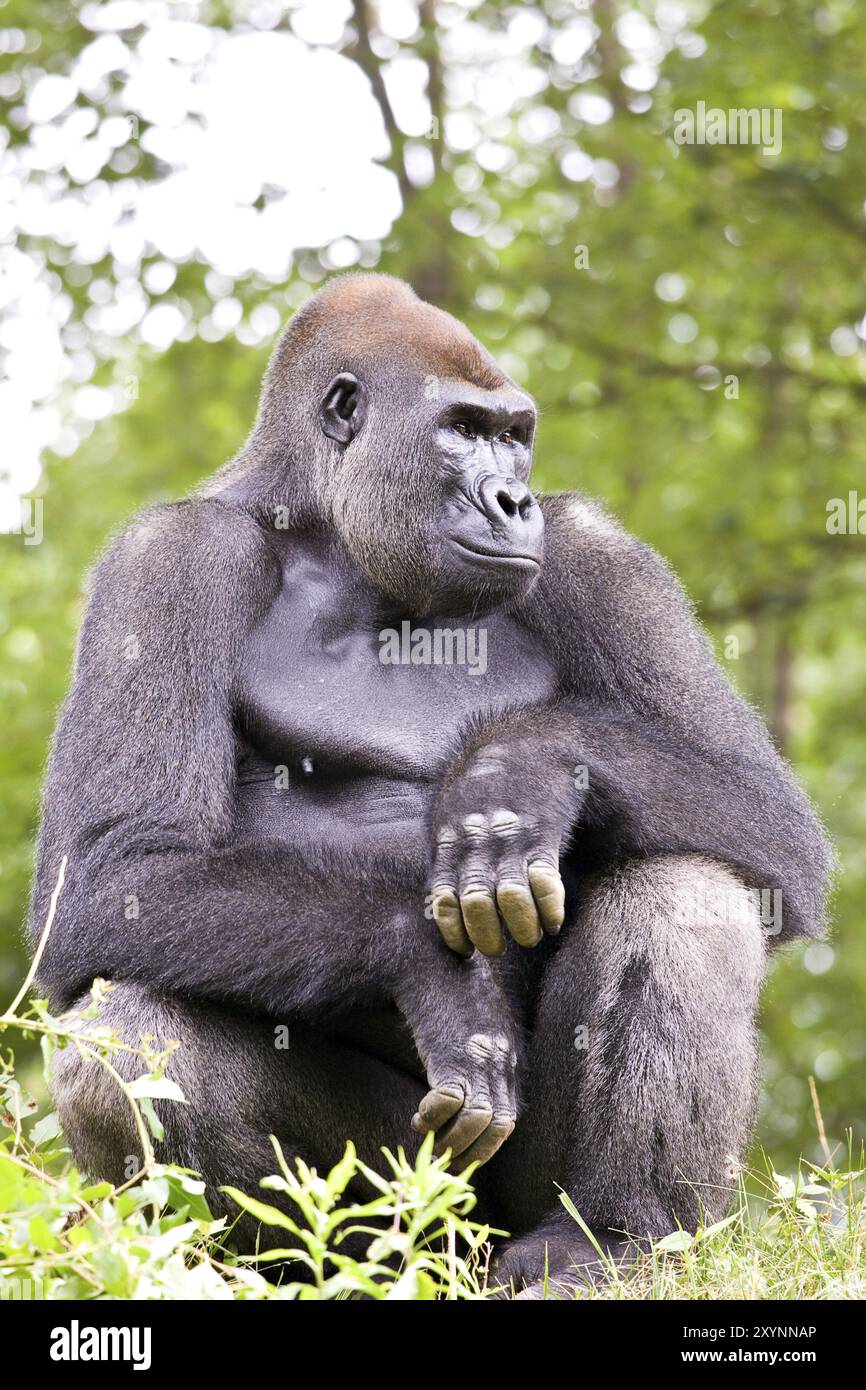Primo piano di un grande gorilla maschio. Zoo di Atlanta, Georgia, Stati Uniti, Asia Foto Stock