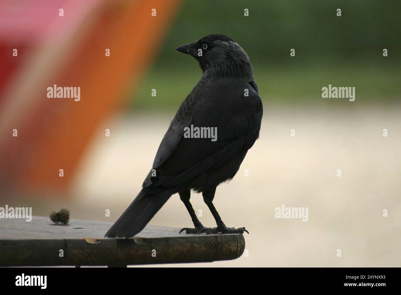 Jackdaw su un tavolo da giardino Foto Stock