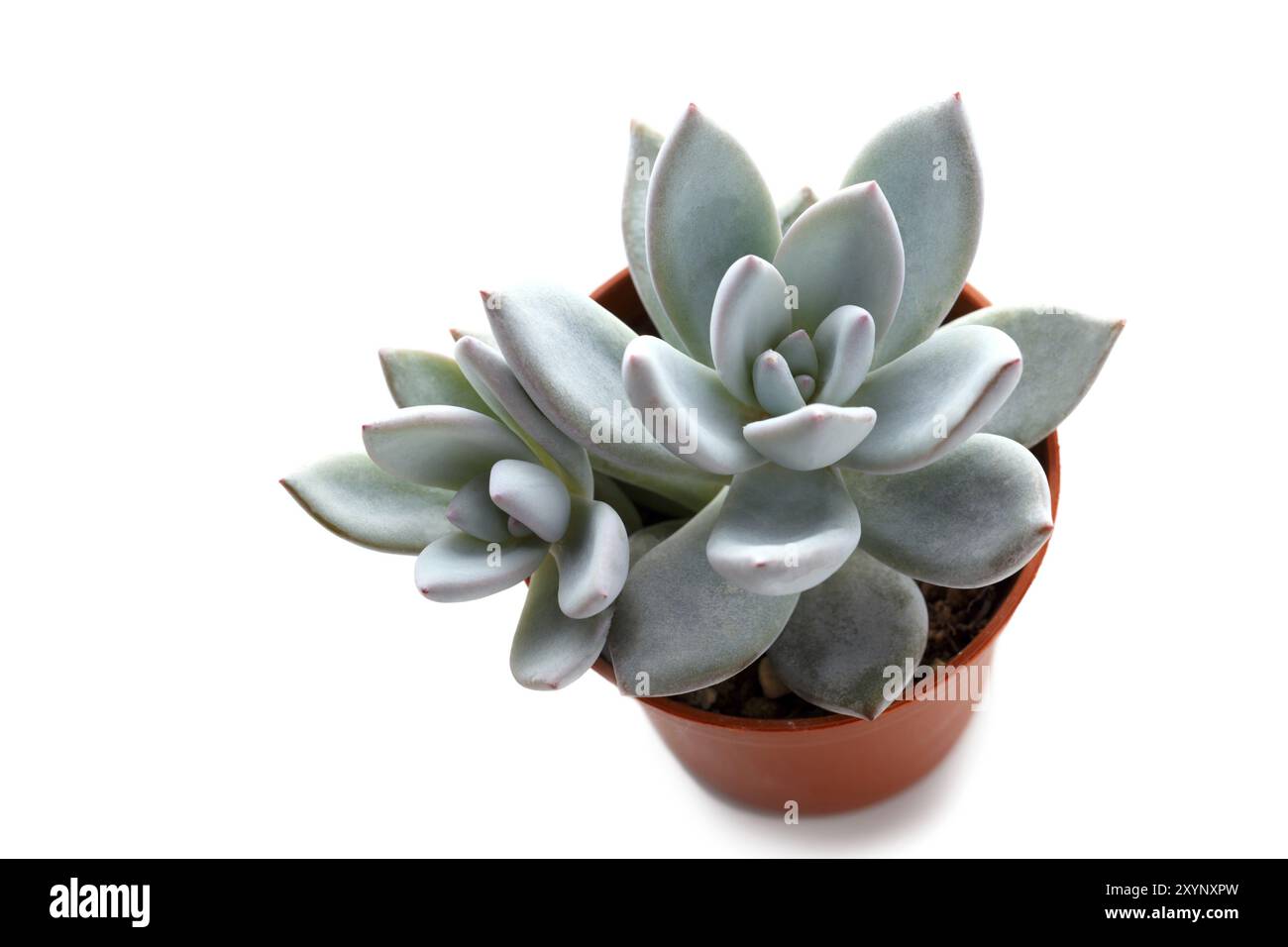 Piccole piante succulente in una pentola isolate su bianco trend moderni Decorazione casa Foto Stock