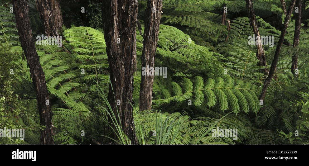 Scena nel Parco Nazionale Abel Tasman, nuova Zelanda. Felce verde Foto Stock