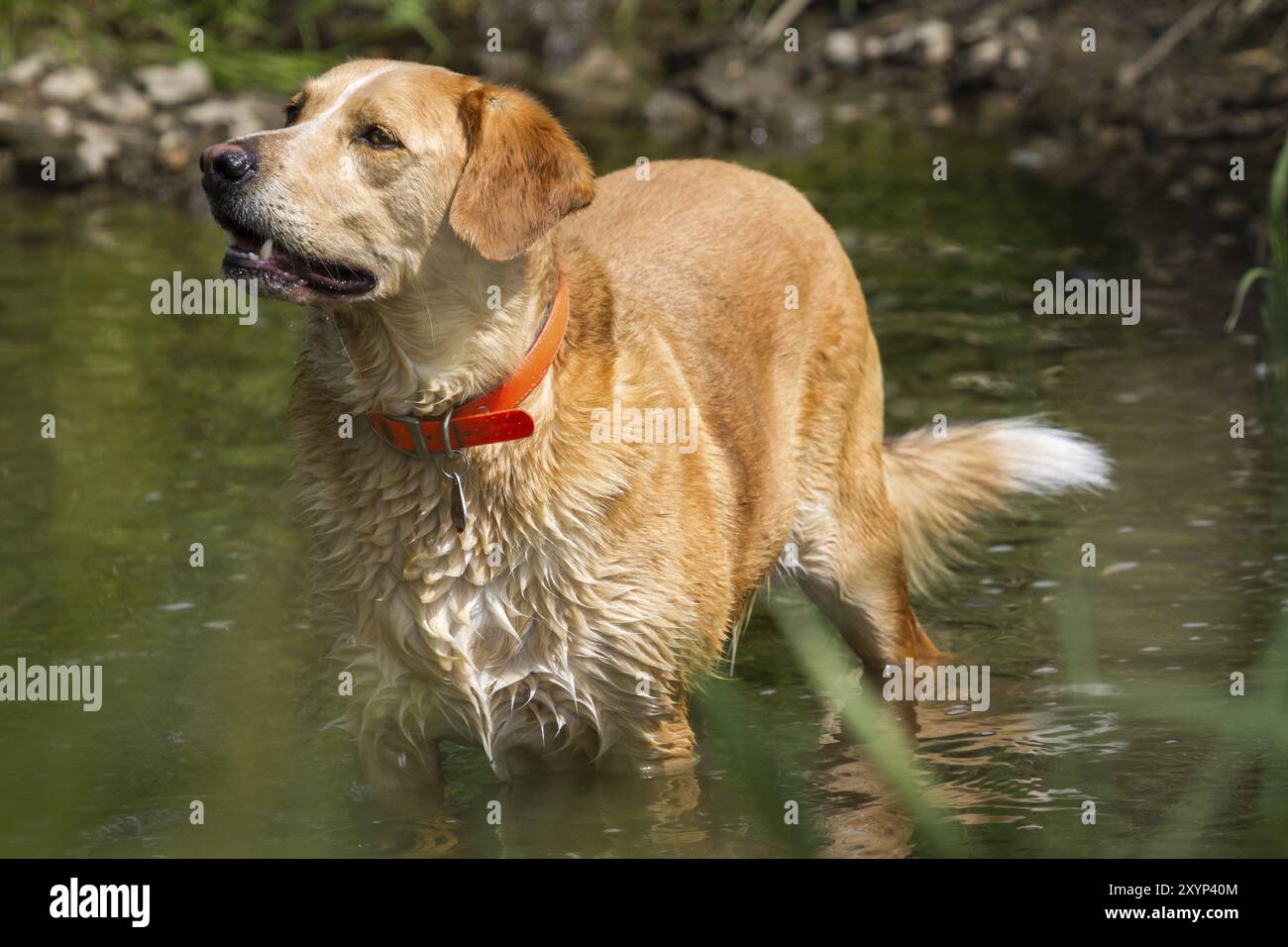 Un maschio Labrador con un po' di peso in eccesso sta nell'acqua e si raffredda Foto Stock