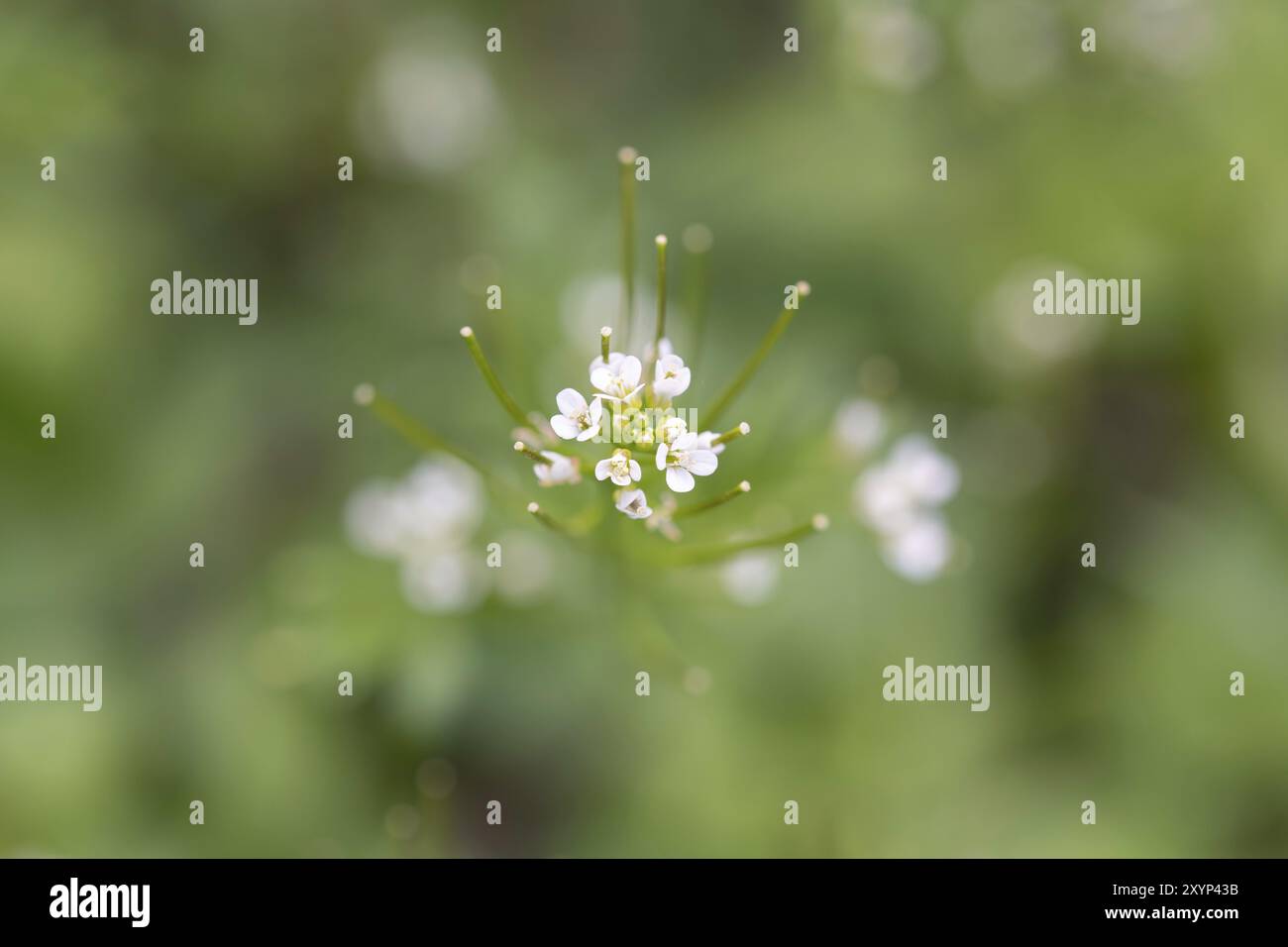 Senape all'aglio (Alliaria petiolata), teste di semi immaturi e ultimi fiori dall'alto, Velbert, Renania settentrionale-Vestfalia, Germania, Europa Foto Stock