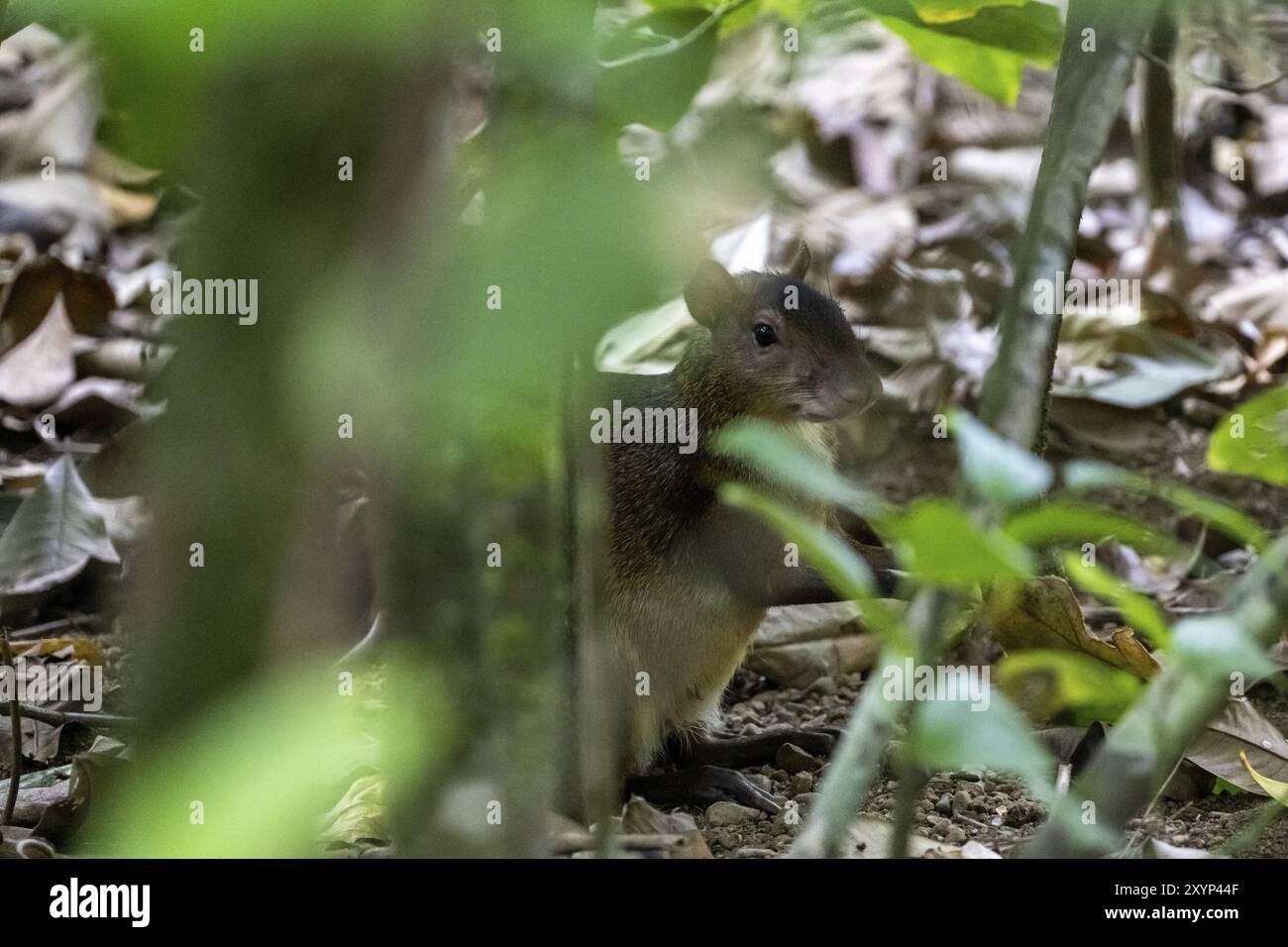 Agouti centroamericani (Dasyprocta punctata), foresta pluviale tropicale, parco nazionale del Corcovado, osa, provincia di Puntarena, costa Rica, America centrale Foto Stock