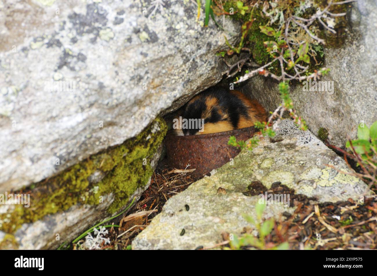 Lemming di montagna in Svezia. La montagna di lemming in Svezia Foto Stock