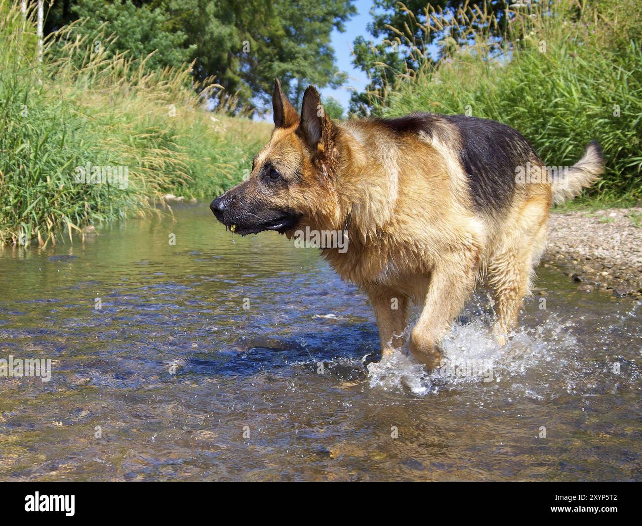 Un cane pastore anziano che raccoglie pietre in un piccolo ruscello Foto Stock Un cane pastore anziano che raccoglie pietre in un piccolo ruscello Foto Stock