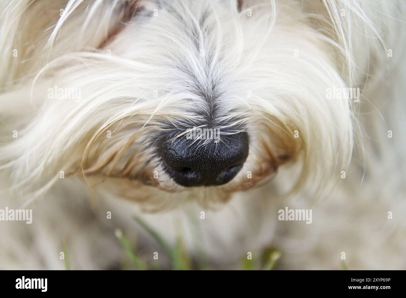 Il naso nero di un cane bianco dai capelli lunghi Foto Stock