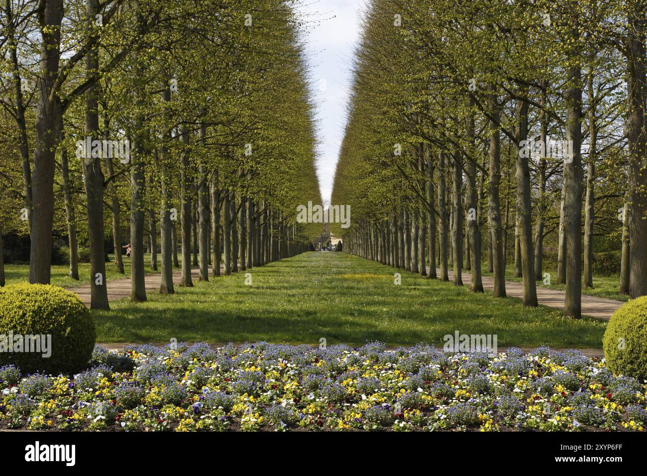 Una fotografia di un vicolo di alberi di tiglio nel giardino francese, Franzoesischer Garten, a celle, Germania, Europa Foto Stock