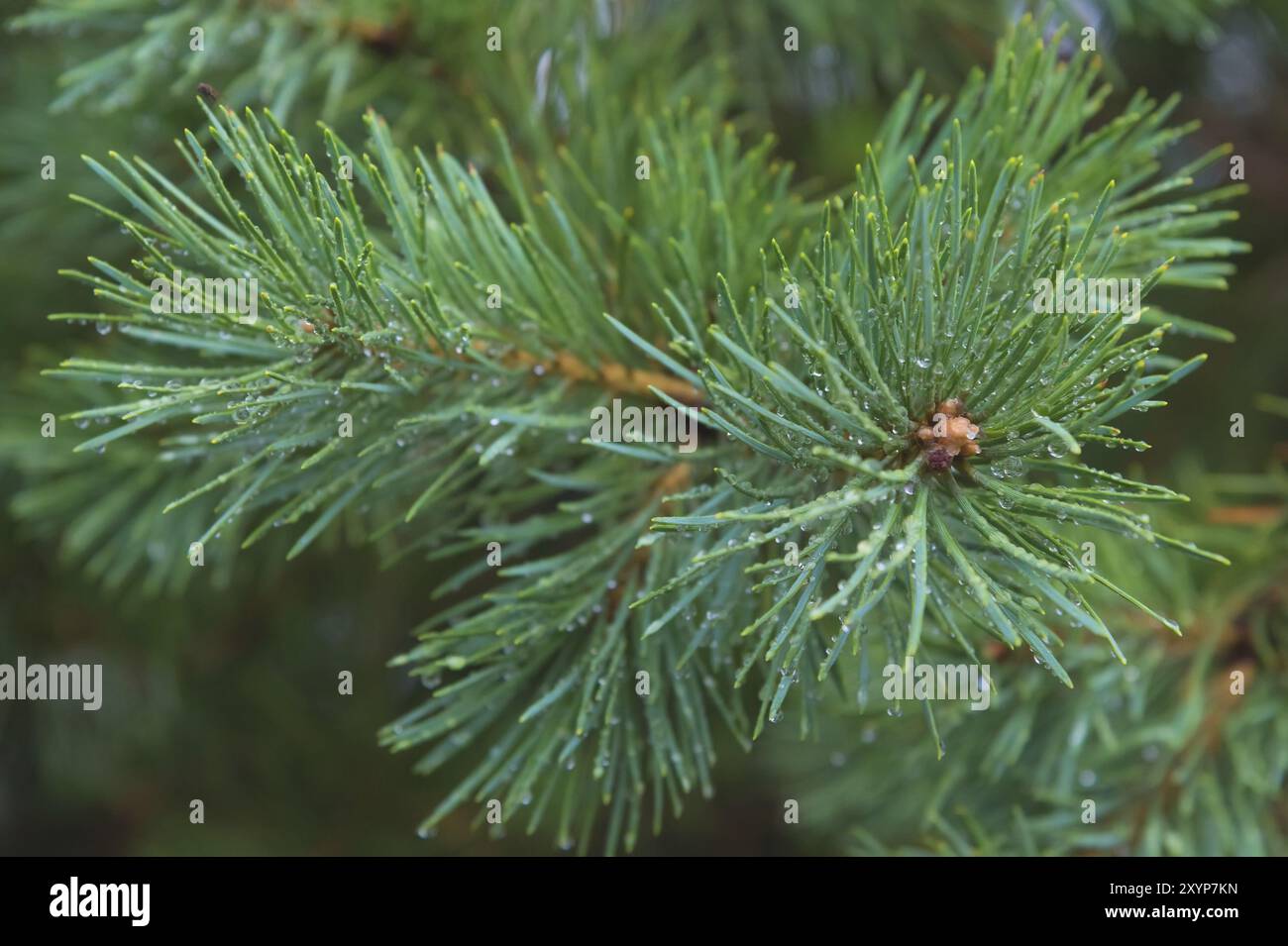 Brunch di abete. Messa a fuoco superficiale. Brunch soffice di abete. Spazio di copia Foto Stock