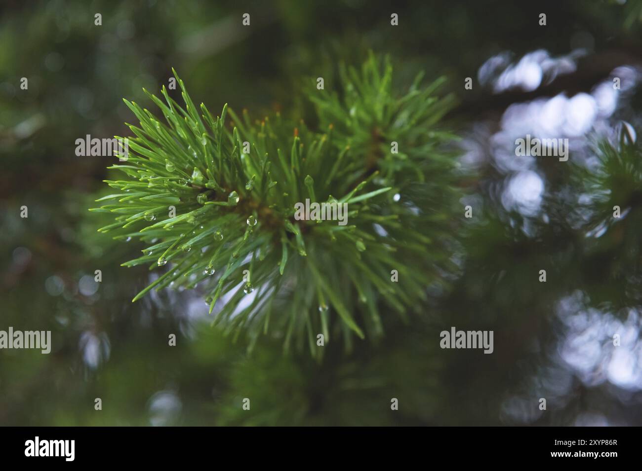 Brunch di abete. Messa a fuoco superficiale. Brunch soffice di abete. Spazio di copia Foto Stock