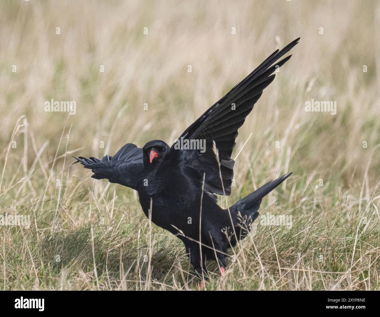 Cornish Chough, il Red-Billed Chough (Pyrrhocorax pyrrhocorax) ha un significato speciale come simbolo del patrimonio e del folklore della Cornovaglia. Foto Stock