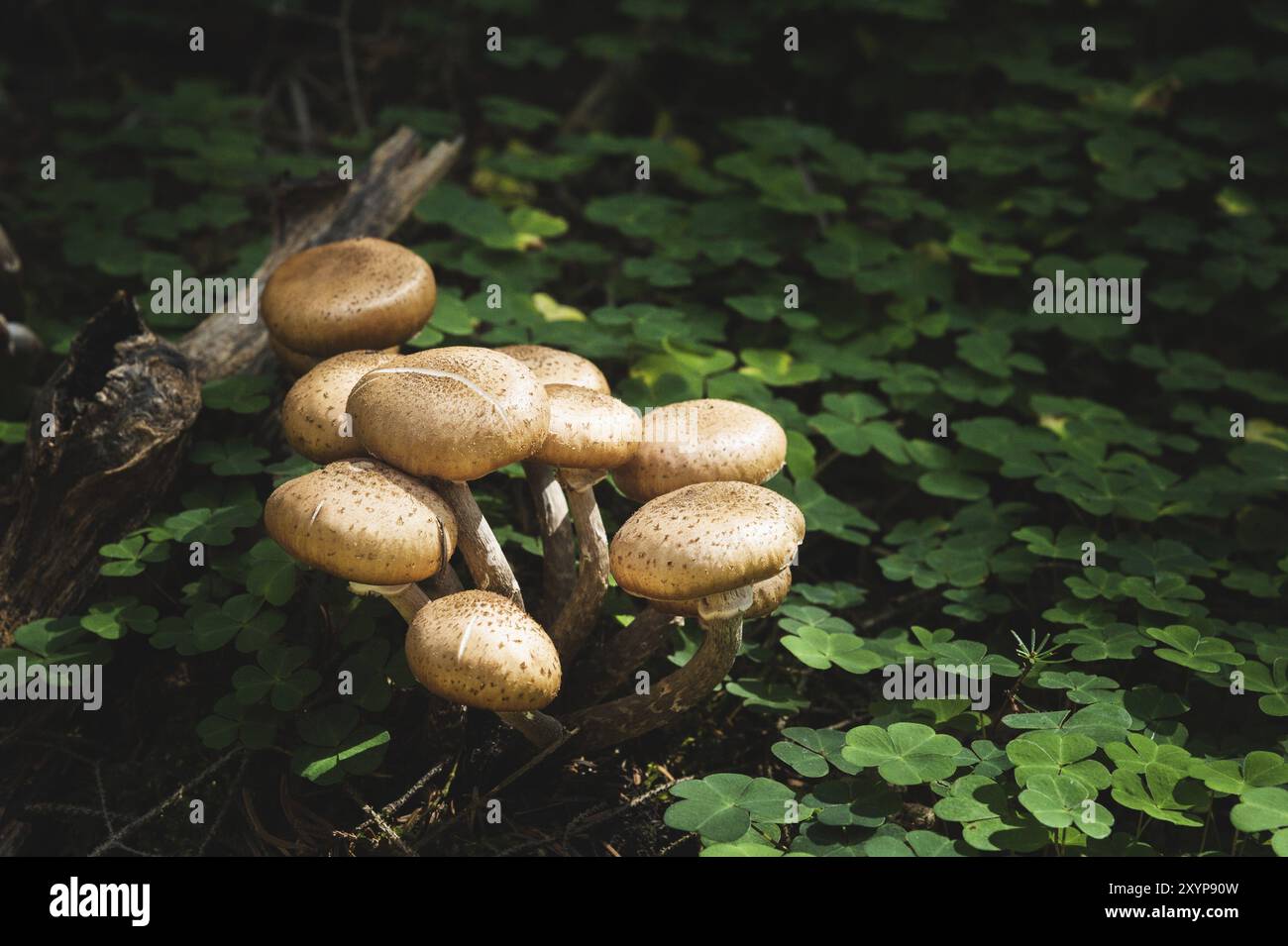 Primo piano funghi commestibili di agarica al miele in una foresta di conifere. Gruppo di funghi in un ambiente naturale che cresce in boschetti di trifoglio verde Foto Stock