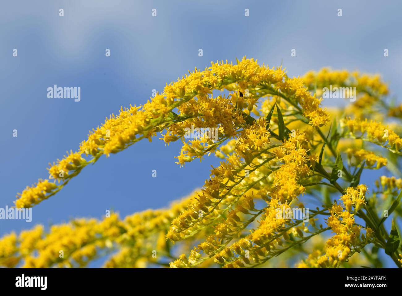 Goldenrod in giardino Foto Stock