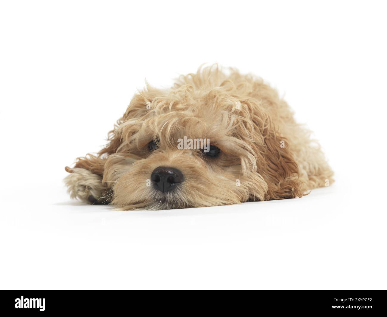 Cockapoo croce simpatico cane di razza del cocker spaniel e un barboncino sdraiato isolati su sfondo bianco Foto Stock